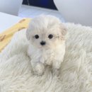 오독안심분양센터 강아지분양 고양이분양 시흥점 이미지