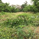 청광농장 이미지