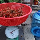 마가목 열매 자연 발효주 만들기 이미지