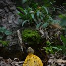 망태수퍼 이미지