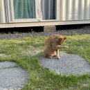 제주고양이