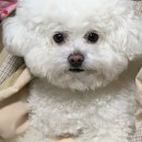 펫피랜드 이미지