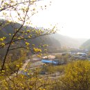 숲실마을 Daum카페