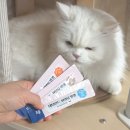 보람그루밍 | 강아지간식 조공 네덜란드 산양유 양갱 노묘 급여 후기