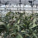 사가농장 이미지