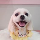 펫살롱 꽃단장 이미지