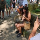발리 4일차 #몽키포레스트,URSPA우붓,피손우붓,래핑붓다,LOL바