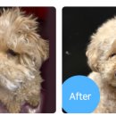 곱슬강아지 이미지