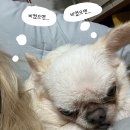 우하하 네이버블로그