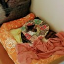 닥터정 동물병원 이미지