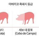 두건쓴형제 정평점