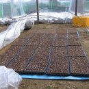 대학찰옥수수 이미지