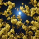 오늘의 경주 Daum카페