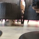 말티와 꼬꼬 이미지