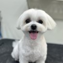 티파니&펫 이미지