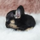 신짱켄넬 이미지