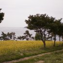 유채와바다