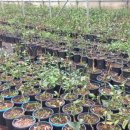 강보농장 이미지