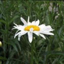 애견코리아 이미지