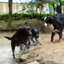 구가의 견 이미지