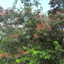 호랑산 둘레길 이미지