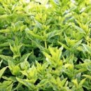 오색화장품 이미지