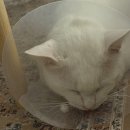 다나아 동물병원 이미지