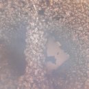강제채밀군합봉된모습 자연분봉따라잡기 이미지