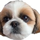 광주다온동물병원 이미지