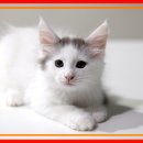 몽냥몽냥 강아지분양 고양이분양 송파점 | [송파고양이분양] 잠실에서 메인쿤 만나려면? 도레미캣 송파본점 방문기