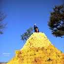 장성황룡강노란꽃잔치 축제장4 이미지