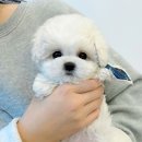멍블랑 이미지