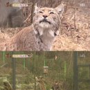 맹수 농장 이미지