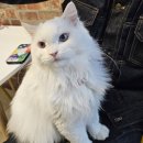 고양이의 하루 | 서울 유기묘카페 건대 고양이카페 집사의하루 건대점 주말 방문 후기