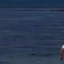 하와이 물범에게 돌던진 백만장자.gif 이미지