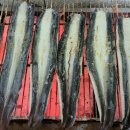 고창선운산풍천장어 이미지