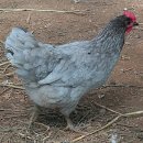 청등농장 이미지