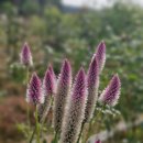 여우꼬리 이미지