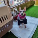 두두펫케어 | 수영구 애견호텔 두두펫케어 마음 편히 맡길수 있는 곳