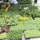 합덕시장 이미지