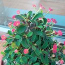 한아름홈쇼핑(주) 이미지