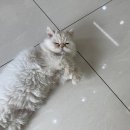 정동물병원 이미지