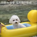 가평노팅힐계곡애견펜션