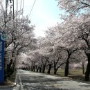 달성군 용연사 입구 벚꽃길을 걷다. 이미지