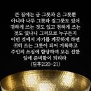 다림주