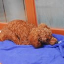 뽀삐뽀삐 이미지