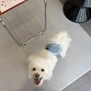 보드라미 | 대전 태평동 강아지 미용 보드라미 다녀온 후기