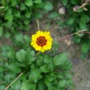 파동공원 Daum카페
