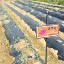 행복한작은고구마 이미지