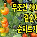 전혀다른 방울토마토 곁순제거와 순지르기하는 시기와 방법 그리고 이유 텃밭연구소 구독자 10.7만명 이미지